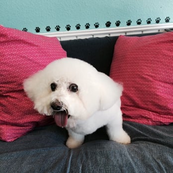 Barkingdales - My bichon came out great - Pet Sitting Near Me - Irving, Texas