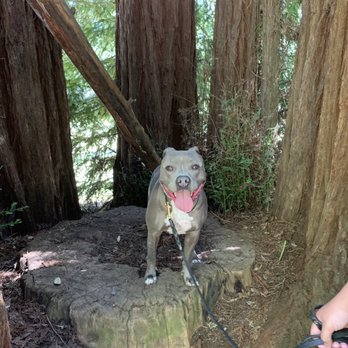 Akina K9 - Bella - Pet Training Near Me - Gilroy , California Akina K9 - Bella - Pet Training Near Me - Gilroy , California