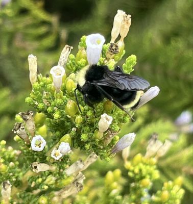 Ventura Botanical Gardens by null