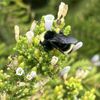 Ventura Botanical Gardens gift card