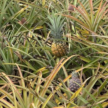 Dole Plantation - Tours Near Me - Wahiawa, Hawaii Dole Plantation - Tours Near Me - Wahiawa, Hawaii