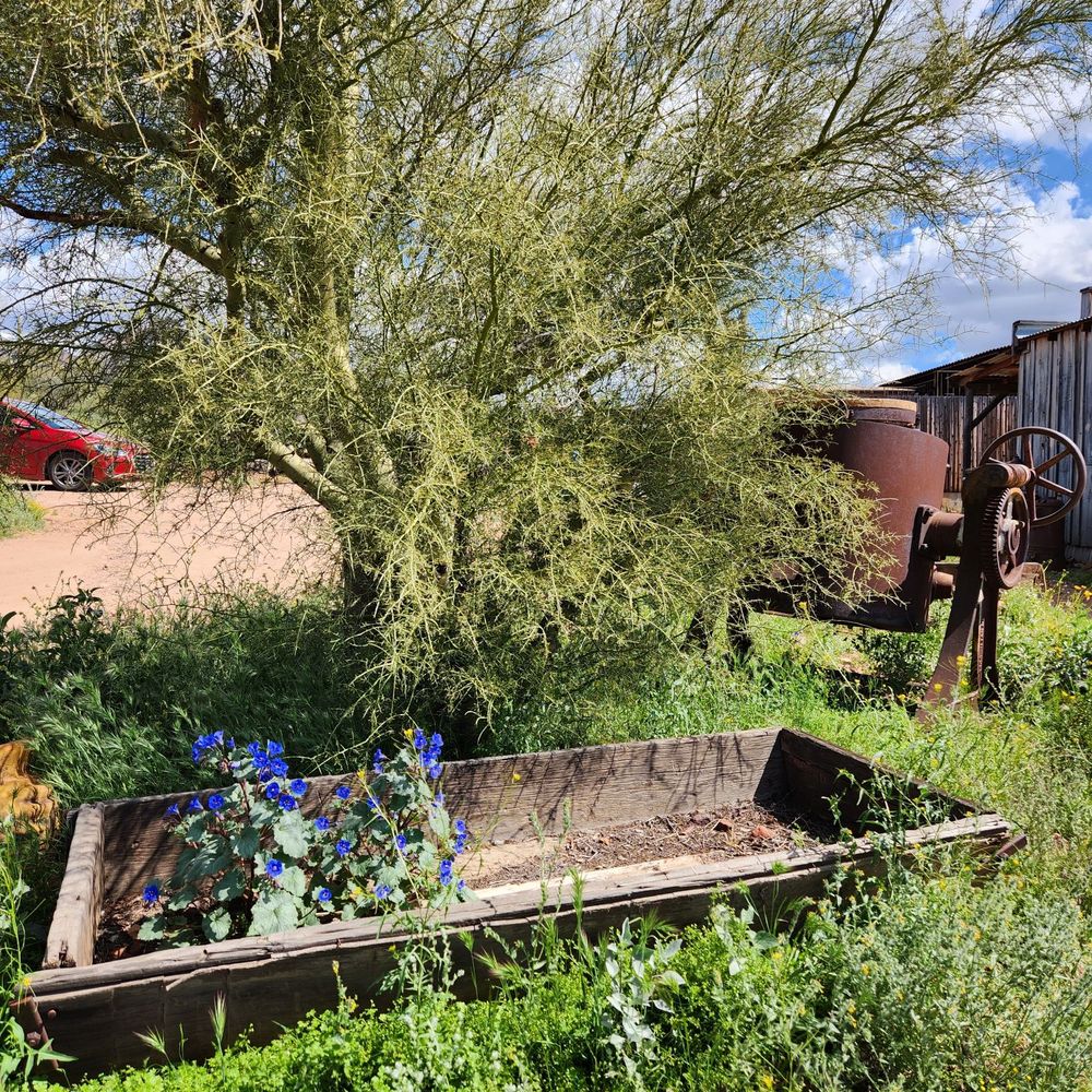 Superstition Mountain Lost Dutchman Museum - Museums Near Me - Apache Junction, Arizona Superstition Mountain Lost Dutchman Museum - Museums Near Me - Apache Junction, Arizona