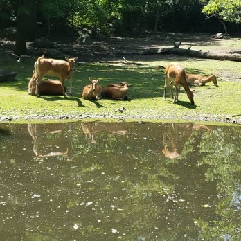 Bronx Zoo - Antelope family - Zoos Near Me - Bronx, New York