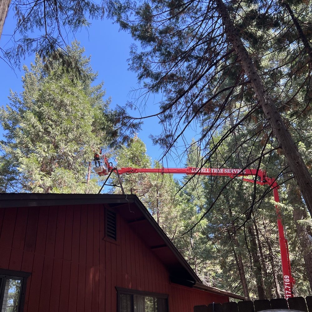 Lovell Tree Service - Tree cutting front of house. - Tree Services Near Me Lovell Tree Service - Tree cutting front of house. - Tree Services Near Me