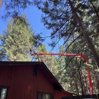 Lovell Tree Service - Tree cutting front of house. - Tree Services Near Me Lovell Tree Service - Tree cutting front of house. - Tree Services Near Me