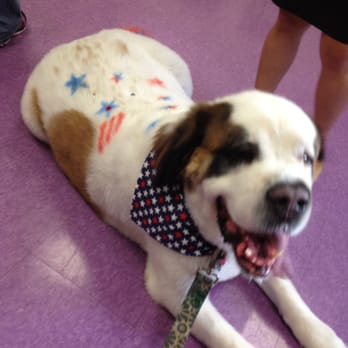 Petite Pet Gallery - Boomer's July 4th regalia! - Pet Groomers Near Me - Brentwood, Maryland Petite Pet Gallery - Boomer's July 4th regalia! - Pet Groomers Near Me - Brentwood, Maryland