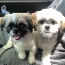 Willy Nilly after grooming appointment. Willy Nilly after grooming appointment.
