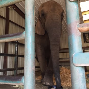 Vision Quest Ranch - Butch is a lot bigger than the other elephants. - Bed & Breakfast Near Me - Salinas, California Vision Quest Ranch - Butch is a lot bigger than the other elephants. - Bed & Breakfast Near Me - Salinas, California