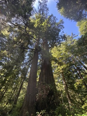 Oswald West State Park by null