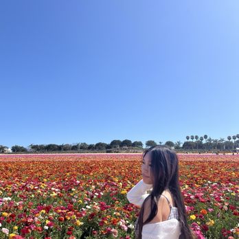 The Flower Fields - Flowers - Venues & Event Spaces Near Me - Carlsbad, California The Flower Fields - Flowers - Venues & Event Spaces Near Me - Carlsbad, California