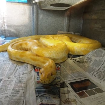 Wildlife Learning Center - Sunny: Albino Burmese Python - Zoos Near Me - Sylmar, California Wildlife Learning Center - Sunny: Albino Burmese Python - Zoos Near Me - Sylmar, California
