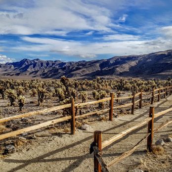 Cholla Cactus Garden - Hiking Near Me - Eagle Mountain, California