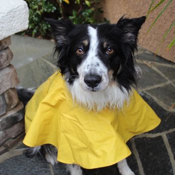 Cinema Veterinary Centre - Veterinarians Near Me - Valencia, California