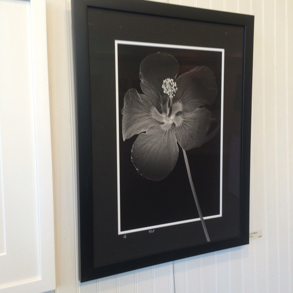 Mamaroneck Artists Guild - Full Bloom - Performing Arts Near Me - Larchmont, New York Mamaroneck Artists Guild - Full Bloom - Performing Arts Near Me - Larchmont, New York
