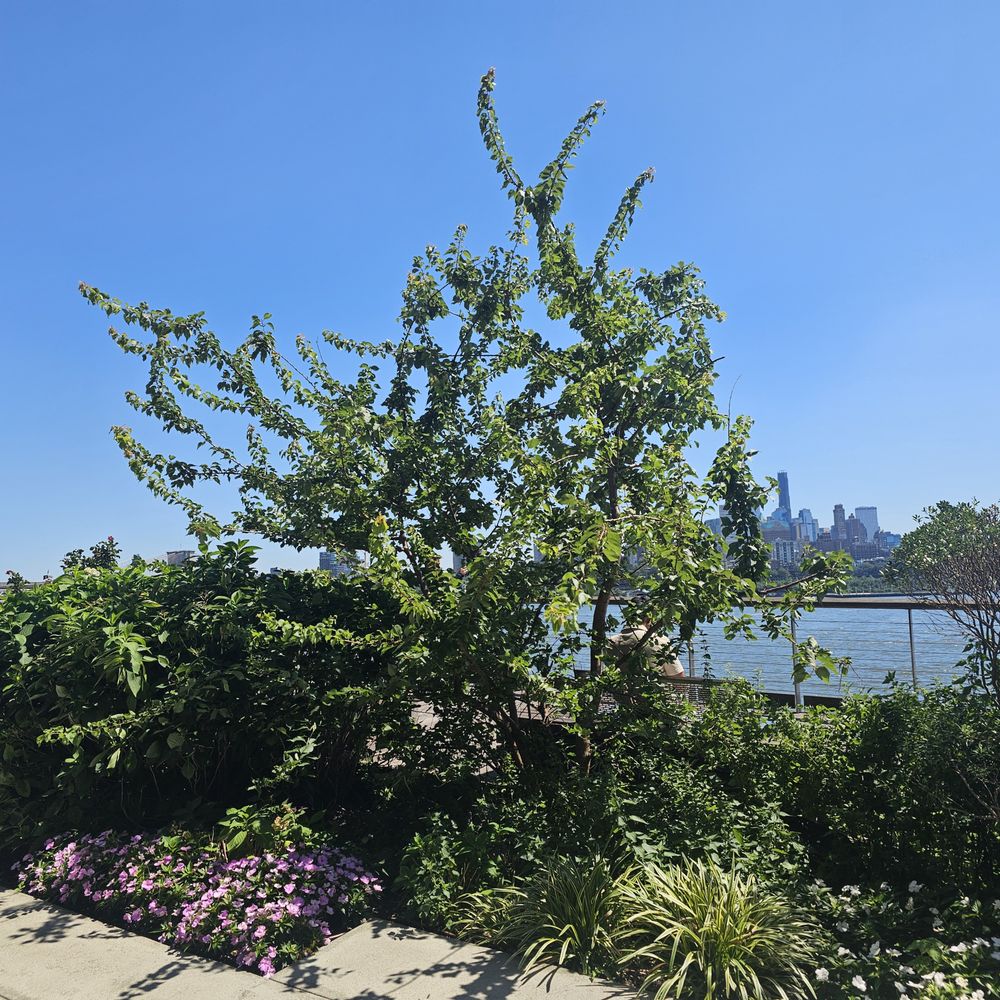 Elevated Acre - Elevated Acre - Venues & Event Spaces Near Me - New York, New York