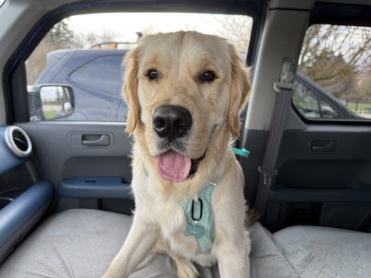 Zoomie World Dog Daycare