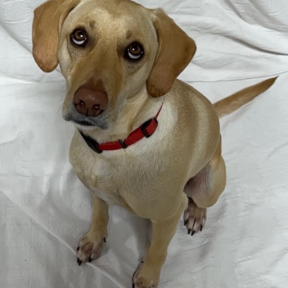 Yellow Lab Beagle Mix
