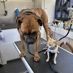 Christine Eide Grooming - Cash and Ringo