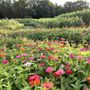 Old Brownsville Farms
