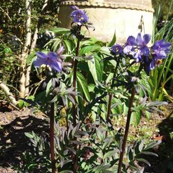 Country Garden Plant Centre