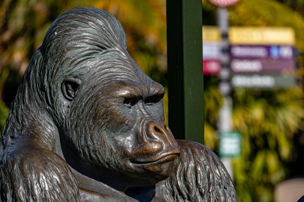 San Diego Zoo by null