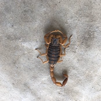 Bug Out Pest Management - Scorpion - Pest Control Near Me Bug Out Pest Management - Scorpion - Pest Control Near Me