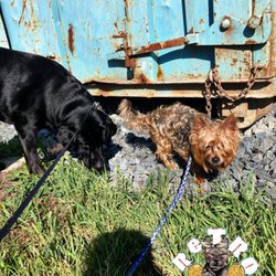 Retro Pupz - Brycey and Monk enjoying their 20-minute AM walk with Retro Pupz!
