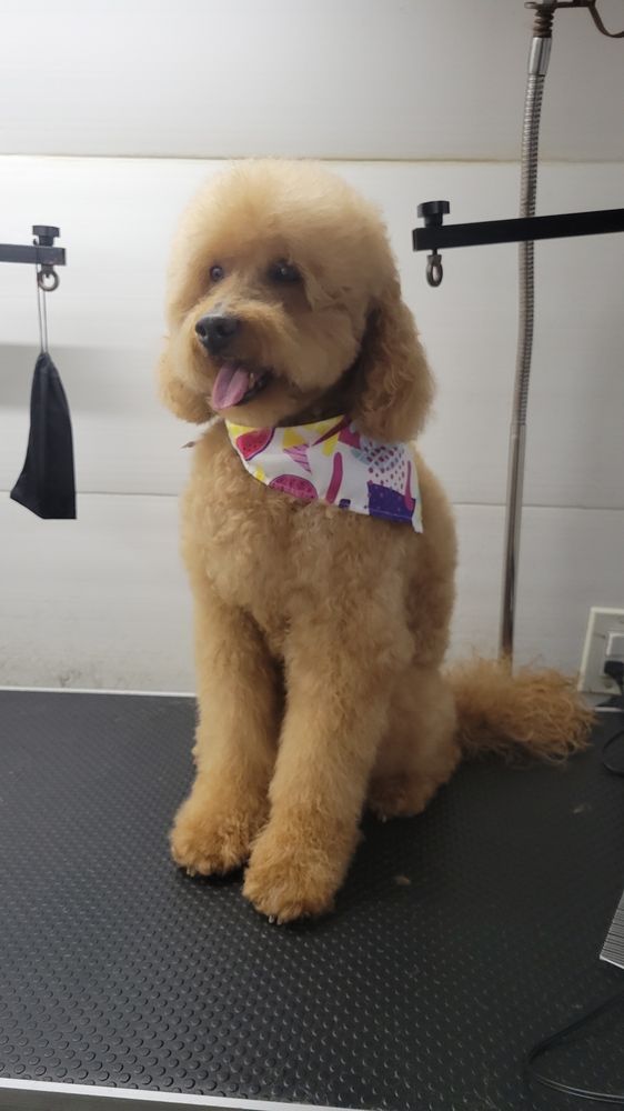 MOPETCO MOBILE PET GROOMING Updated August 2024 68 Photos & 17 Reviews Fort Lauderdale