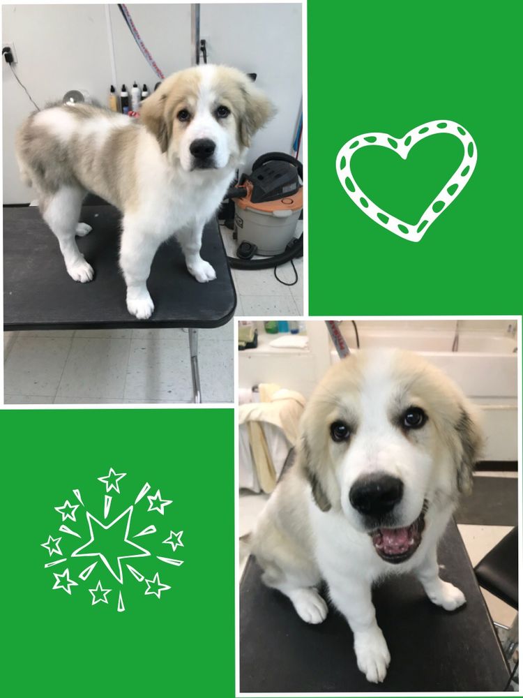 ROCKY MOUNTAIN PAW SPA Updated September 2024 2624 11th Ave