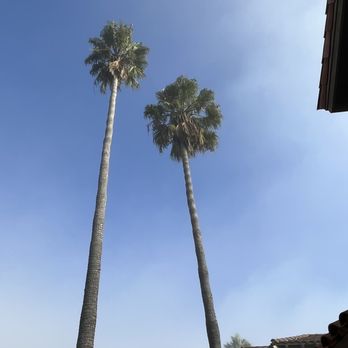 A's Tree Service - Before trimming - Tree Services Near Me - Placentia, California A's Tree Service - Before trimming - Tree Services Near Me - Placentia, California