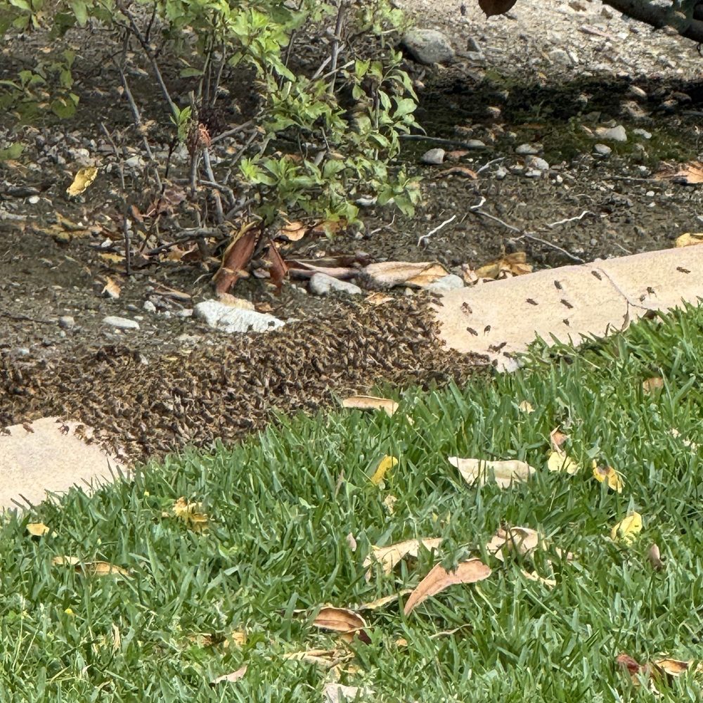 Bee Swarm on the ground