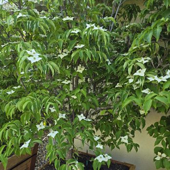 Trees Outlet - Nurseries & Gardening Near Me - Sacramento, California Trees Outlet - Nurseries & Gardening Near Me - Sacramento, California
