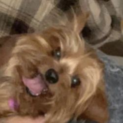 Marlene's Dog Grooming - Yorkie terrier beautiful haircut done by passionate groomers
