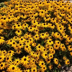 J Bucci Landscape & Pavers
