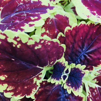 Flower World - Leafs - Nurseries & Gardening Near Me - Snohomish, Washington