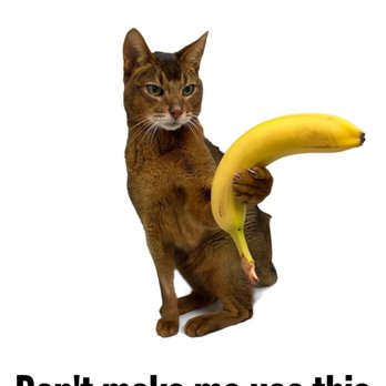 MedVet Columbus - Cat - Veterinarians Near Me - Worthington, Ohio MedVet Columbus - Cat - Veterinarians Near Me - Worthington, Ohio