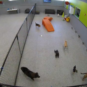 Paw Commons Pet Resort - Gilbert - Pet Sitting Near Me - Gilbert, Arizona Paw Commons Pet Resort - Gilbert - Pet Sitting Near Me - Gilbert, Arizona