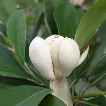 La Escondida Tree Farm - Sweetbay Magnolia available in 45 gal. - Nurseries & Gardening Near Me - Magnolia, Texas La Escondida Tree Farm - Sweetbay Magnolia available in 45 gal. - Nurseries & Gardening Near Me - Magnolia, Texas