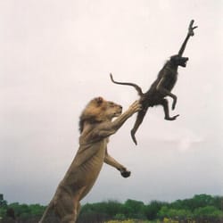 Nouri's Taxidermy