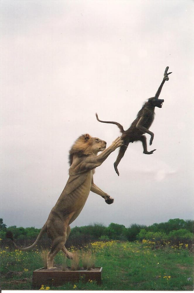 Nouri's Taxidermy - taxidermy in Adkins, TX