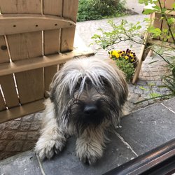 Canal Deluxe - Their pet dog Pickles, so cute