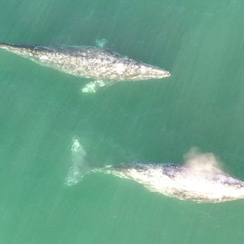 Laguna Beach - South of LAGUNA BEACH, CA!  Double Whale Sighting, the day after Christmas! - Beaches Near Me