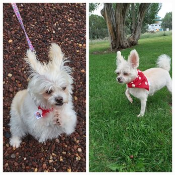 Michelles Mountain Grooming - Sugar looks amazing! Thank you for always being so kind . She truly loves her doggie spa day. - Pet Groomers Near Me - Show Low, Arizona Michelles Mountain Grooming - Sugar looks amazing! Thank you for always being so kind . She truly loves her doggie spa day. - Pet Groomers Near Me - Show Low, Arizona