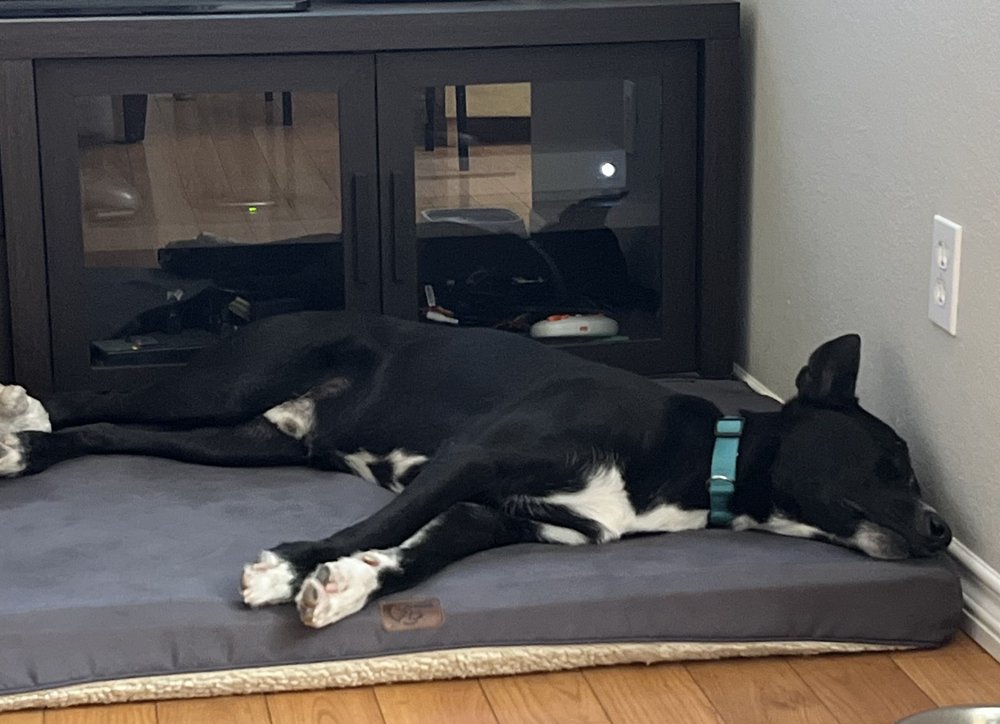 LUCKY DOG PET RESORT Updated October 2024 67 Photos & 59 Reviews