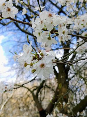 Photo of Battersea Park - London, XGL, GB.