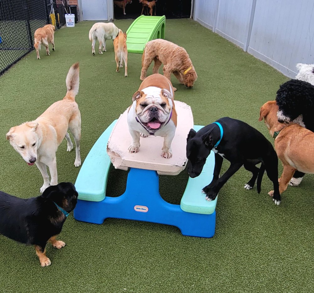 DOGTOPIA OF MOUNT KISCO Updated September 2024 14 Photos 333 N