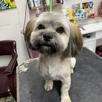 Delightful Dog Grooming - Pet Groomers Near Me - Webster, Texas