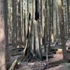 Squak Mountain State Park gift card