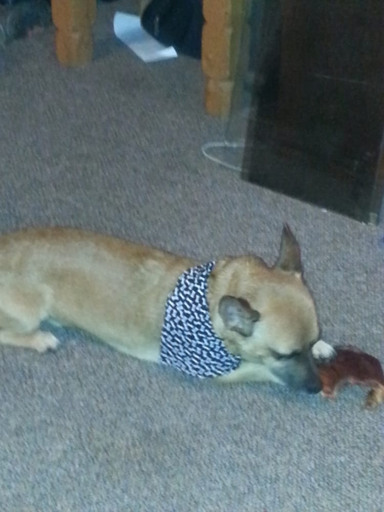 MUTTZ KUTTZ GROOMING Updated May 2024 20 Photos & 20 Reviews 1479