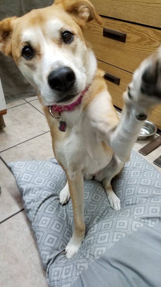 flagstaff pet doctors